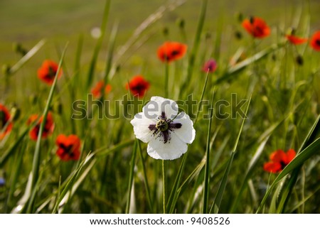 White poppy flower in the middle of red poppies