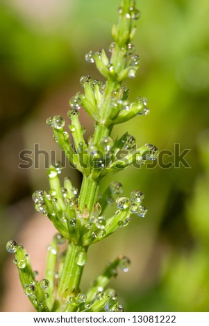 dew drops on horse-tail plant in morning