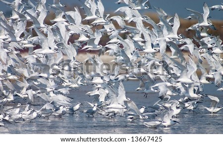 flush of tern birds flying up from the lake