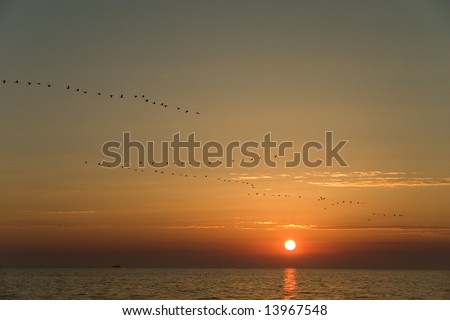 Flock of birds flying above the sea