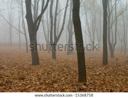 fog in the autumn forest. yellow fall leaves on the ground