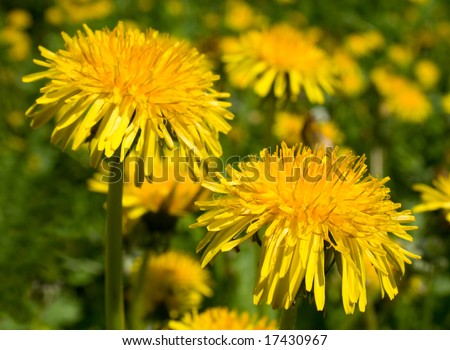 dandelion meadow, nice picture for background