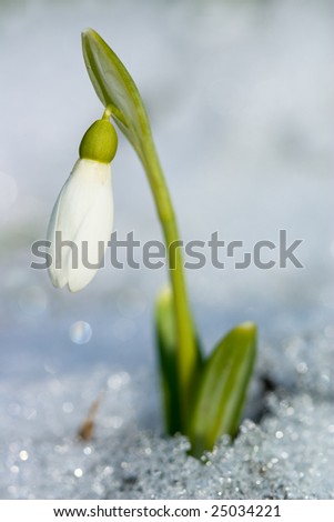 first spring snowdrop flower in a snow