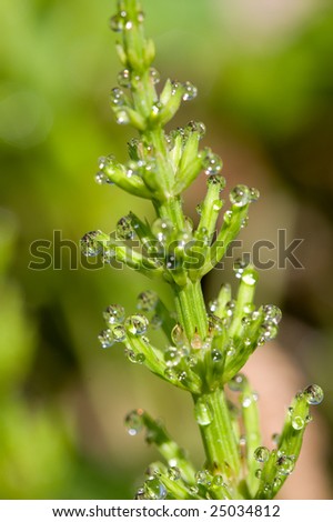 dew drops on horse-tail plant in morning