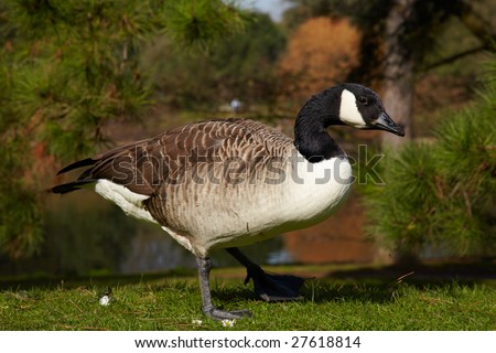 canada goose in forest on a river bank