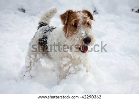 fox-terrier pup playing in snow and frosting-up