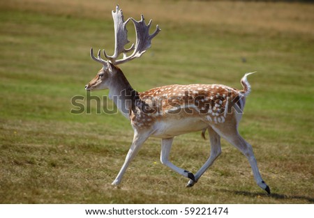 Dappled deer running on a meadow