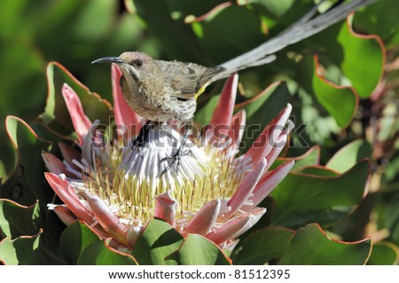 Male Cape Sugarbird feeding in King Protea Flower