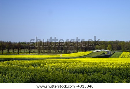 road hidden in the yellow field