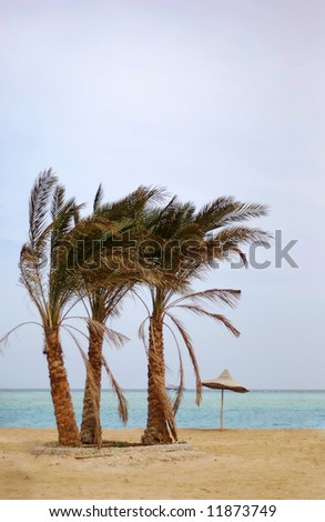 Colorful landscape of the azure sea with palm trees on the cloudy sky