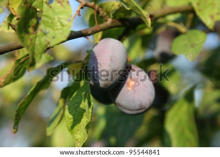 plum on branch