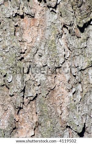 Detail of the texture of the bark of a spruce - suitable as a background