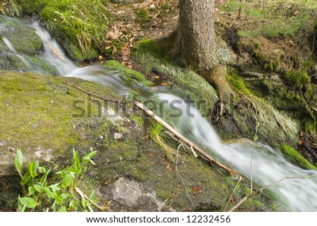 a little stream in the mountain forest
