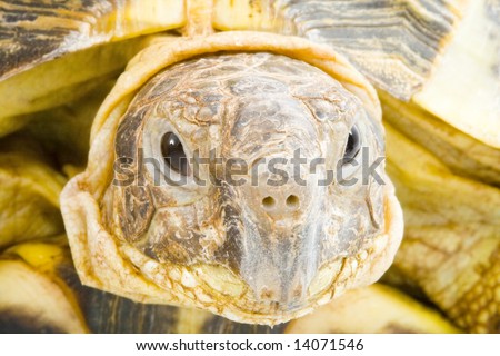head and face of a tortoise - Testudo horsfieldi - on the white background - close up