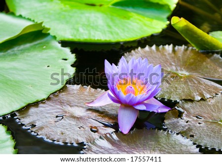 a bloom of a blue water lily - Nymphaea caerulea