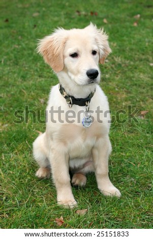 a close-up photo of puppy of golden retriever on the floor