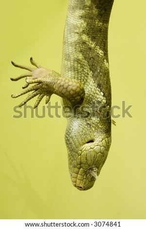 A green lizard hanging downwards with scaly skin covering its eye