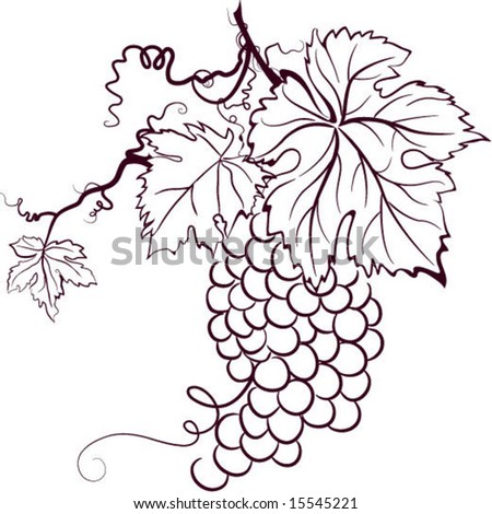 grape vine sketch