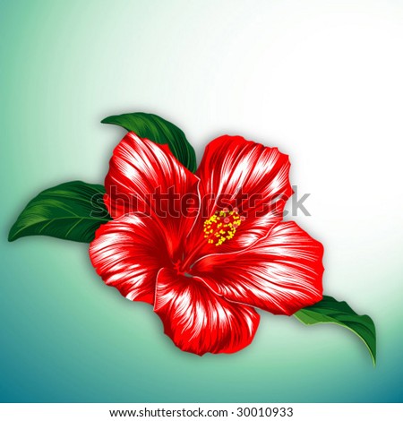 stock vector Red hibiscus flower blossom with leaves