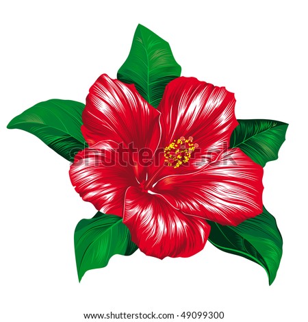 stock photo Red hibiscus flower on white background raster version
