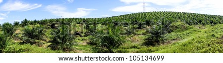 Palm oil plantation - Panorama
