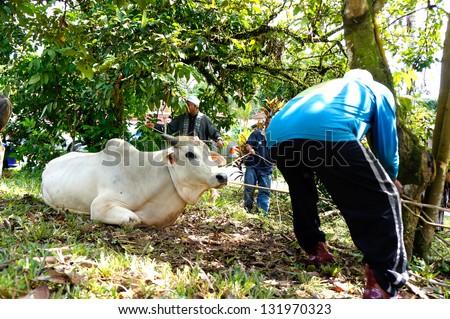PAHANG, MALAYSIA - OKTOBER 26: Unidentified Malaysian Muslims mooring cow in slaughtering during Eid Al-Adha Al Mubarak, the Feast of Sacrifice on Oktober 26, 2012 in Pahang, Malaysia.