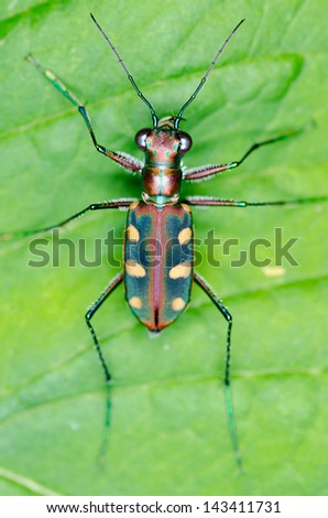 Macro of tiger beetle on green leaf at night - view from top