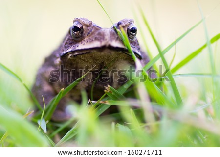 Ugly frog hiding on grass close up