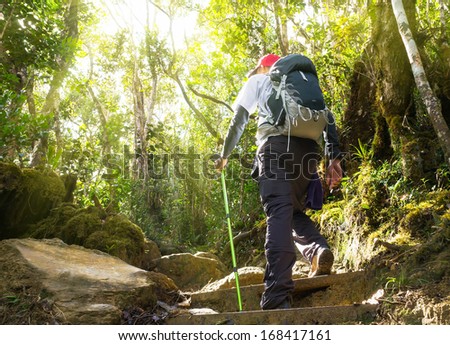 Hiker in a nature green forest with sunny light morning at Kinabalu Mountain,Malaysia,Asia.