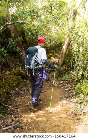 Hiker in a nature green forest with sunny light morning at Kinabalu Mountain,Malaysia,Asia.