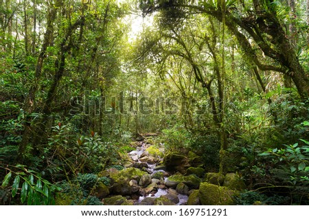Nature rain forest with morning sunlight at Kinabalu Park,Malaysia,Asia