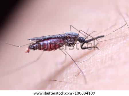 Macro of Anopheles mosquito bite human skin - Malaria Disease