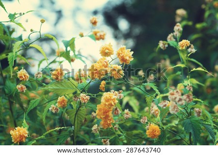 Blooming yellow bush