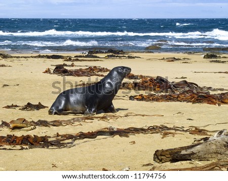 sea lion in new zealand