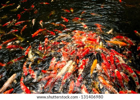 The colourful carp in the pond symbol of prosperity and wealth