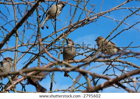 Sparrows begin an active life when the spring comes