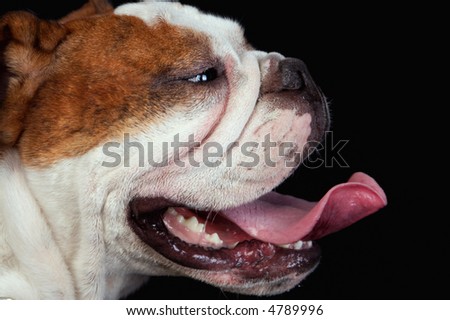 The English bulldog is one more breed of interesting dogs