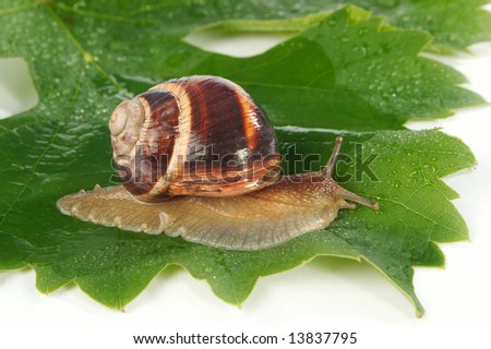 Grape snail on a sheet of a grapes in drops of a rain