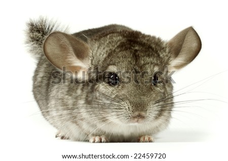 chinchilla very lovely and amusing rodent.