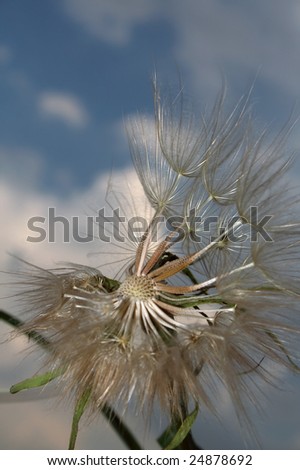 Seeds of a dandelion are ready to a new life!