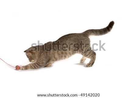 Short Hair Tabby Kitten. Playful Short-haired Kittens.