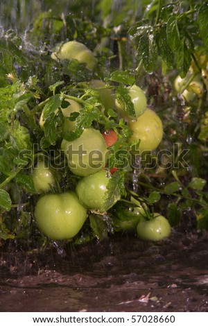Non-polluting method of cultivation of  tomatoes on a farm