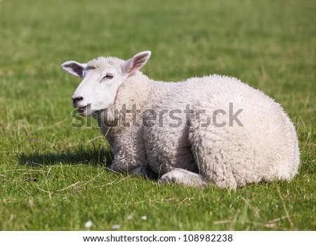 6 month old sheep on the meadow