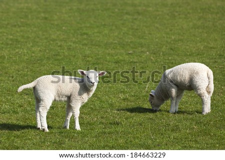 Easter lambs on a meadow in Northern Germany