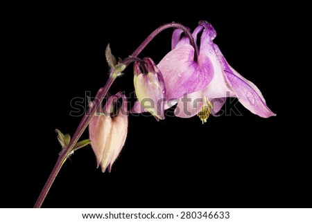 Aquilegia vulgaris, Granny\'s Bonnet or Columbine flower isolated on black