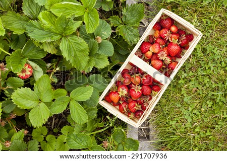 full basket of strawberries on lawn and strawberry plants, high angle view