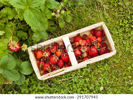 full basket of strawberries and strawberry plants, top view