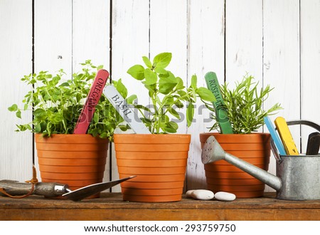 Oregano, Basil and Rosemary plants with name tags in flower pots, shovel and watering can on wooden shelf
