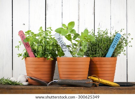 oregano, basil and thyme in pots with flower tags on shelf