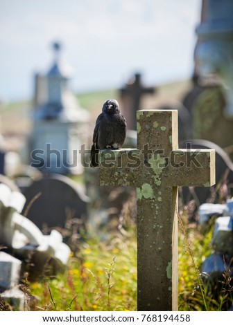 Crow or raven sitting on tombstone at cemetery